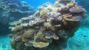 Korallen vor Brasilien verschwinden